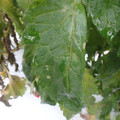 159905_20171121132642_01.JPG