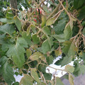 159906_20171108110530_01.JPG