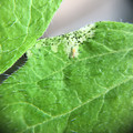 039905_20171127101536_01.JPG