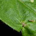 039905_20171130075342_01.JPG