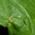 039905_20171130075401_01.JPG