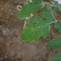 080003_20181010165252_02.JPG
