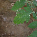 080003_20181010165253_01.JPG