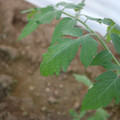 080003_20181010165313_06.JPG