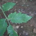 080003_20181010165938_01.JPG