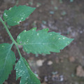 080003_20181010165938_02.JPG