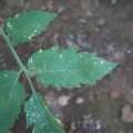 080003_20181010165938_03.JPG