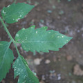 080003_20181010165939_05.JPG