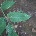 080003_20181010165940_01.JPG