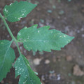 080003_20181010165940_02.JPG