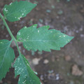 080003_20181010165940_03.JPG
