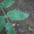 080003_20181010165940_04.JPG