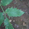 080003_20181010165941_01.JPG