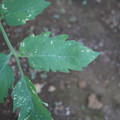 080003_20181010165941_03.JPG