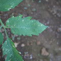 080003_20181010165941_04.JPG