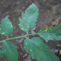 080003_20181010165950_02.JPG
