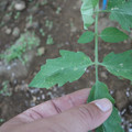 080003_20181010170005_01.JPG