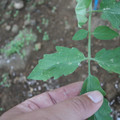 080003_20181010170006_01.JPG