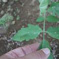 080003_20181010170007_04.JPG
