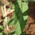 080003_20181025144724_02.JPG