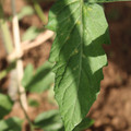 080003_20181025144724_04.JPG