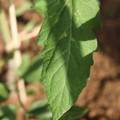 080003_20181025144740_06.JPG