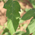 080003_20181025144755_06.JPG
