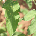 080003_20181025144756_04.JPG