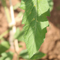 080003_20181025144759_04.JPG