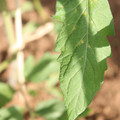 080003_20181025144802_04.JPG