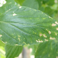 210004_20180403101737_01.JPG