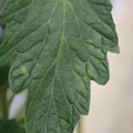 085001_20180605103759_01.JPG