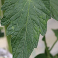 085001_20180605103803_01.JPG