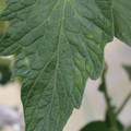 085001_20180605103803_02.JPG
