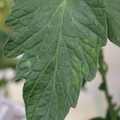 085001_20180605103803_03.JPG
