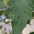085001_20180605103804_01.JPG