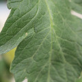 085001_20180605103807_01.JPG