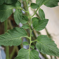 085001_20180605103821_03.JPG