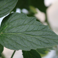 085001_20180605103851_02.JPG