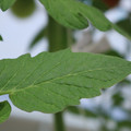 085001_20180605103918_01.JPG