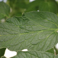 085001_20180605103929_01.JPG