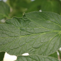 085001_20180605103929_04.JPG