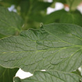 085001_20180605103930_02.JPG