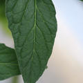 085001_20180605103941_04.JPG