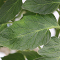 085001_20180605103949_02.JPG