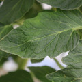 085001_20180605103950_04.JPG