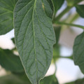 085001_20180605104000_01.JPG