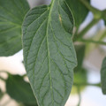 085001_20180605104000_03.JPG