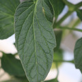 085001_20180605104000_04.JPG
