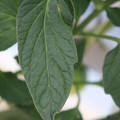 085001_20180605104000_05.JPG